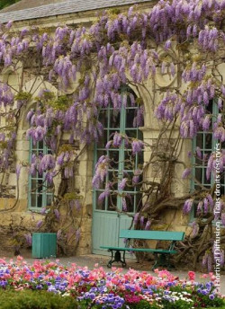 WISTERIA sinensis