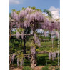 WISTERIA formosa ISSAI