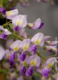 WISTERIA formosa ISSAI