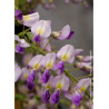 WISTERIA formosa ISSAI