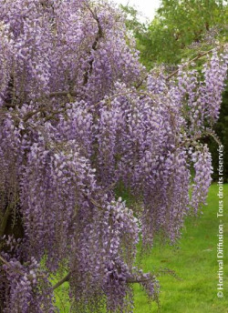 WISTERIA formosa ISSAI