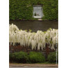 WISTERIA floribunda ALBA