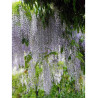 WISTERIA floribunda MACROBOTRYS