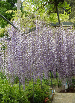 WISTERIA floribunda MACROBOTRYS