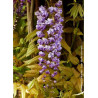 WISTERIA floribunda VIOLACEA PLENA