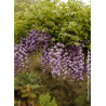 WISTERIA floribunda VIOLACEA PLENA