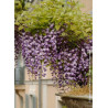 WISTERIA floribunda VIOLACEA PLENA