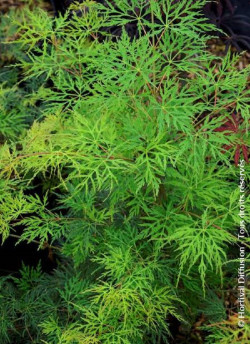 ACER palmatum EMERALD LACE