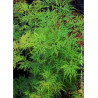 ACER palmatum EMERALD LACE