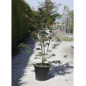 ACER palmatum OSAKAZUKI En pot de 35-50 litres