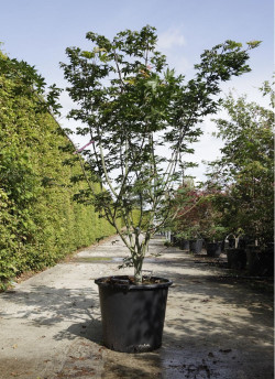 ACER palmatum OSAKAZUKI En pot de 50-70 litres