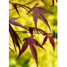 ACER palmatum ENKAN