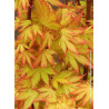 ACER palmatum ORANGE DREAM