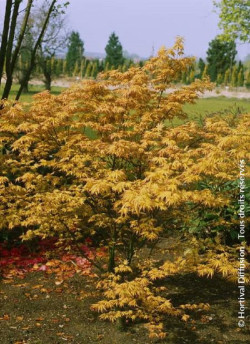 ACER palmatum ORANGE DREAM