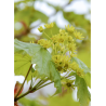 ACER platanoides COLUMNARE