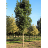 ACER platanoides COLUMNARE
