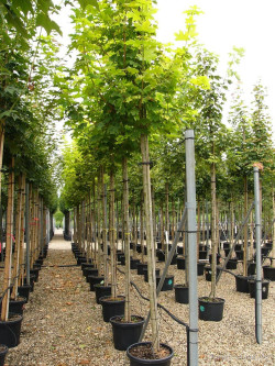 ACER platanoides PRINCETON GOLD En pot de 35-50 litres forme tige hauteur du tronc 180-200 cm