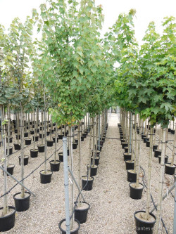 ACER rubrum En pot de 35-50 litres forme tige hauteur du tronc 180-200 cm