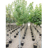ACER rubrum En pot de 35-50 litres forme tige hauteur du tronc 180-200 cm