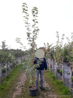 ACER platanoides DRUMMONDII En pot de 15 litres forme baliveau