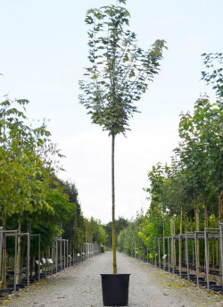 ACER platanoides DRUMMONDII En pot de 35-50 litres forme tige hauteur du tronc 180-200 cm