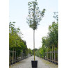 ACER platanoides DRUMMONDII En pot de 35-50 litres forme tige hauteur du tronc 180-200 cm