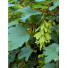 ACER pseudoplatanus
