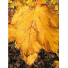 ACER pseudoplatanus