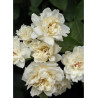ROSA banksiae ALBA PLENA