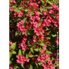 WEIGELA BRISTOL RUBY