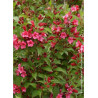 WEIGELA BRISTOL RUBY