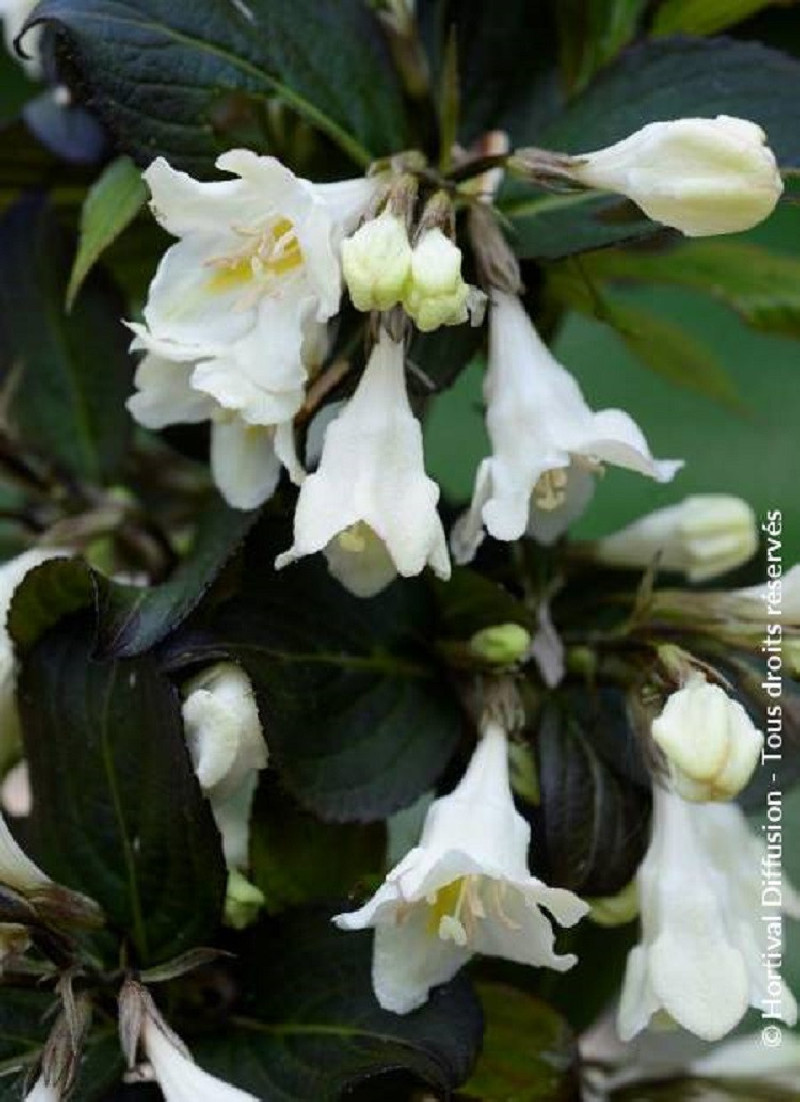 WEIGELA EBONY & IVORY