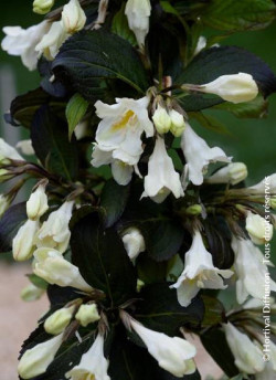 WEIGELA EBONY & IVORY