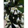 WEIGELA EBONY & IVORY