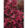 WEIGELA florida ALEXANDRA