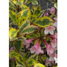 WEIGELA florida MAGICAL RAINBOW