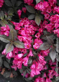 WEIGELA florida MINOR BLACK
