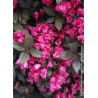 WEIGELA florida MINOR BLACK