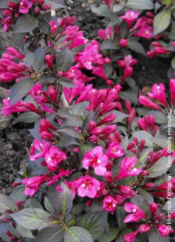 WEIGELA florida MINOR BLACK