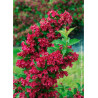 WEIGELA RED PRINCE
