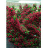 WEIGELA RED PRINCE