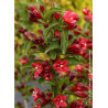 WEIGELA NAIN ROUGE