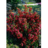 WEIGELA NAIN ROUGE