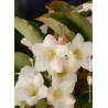 WEIGELA SNOWFLAKE