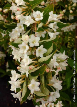 WEIGELA SNOWFLAKE