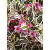 WEIGELA florida MONET