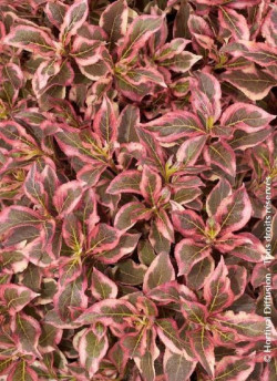 WEIGELA florida MONET