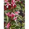 WEIGELA florida NANA VARIEGATA