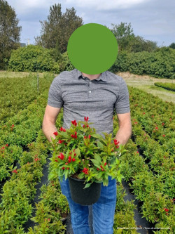 WEIGELA ALL SUMMER RED En pot de 4-5 litres