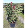 WEIGELA BRISTOL RUBY En pot de 10-12 litres